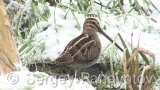 Video of Common Snipe - Eating Common Snipe in the mud lake